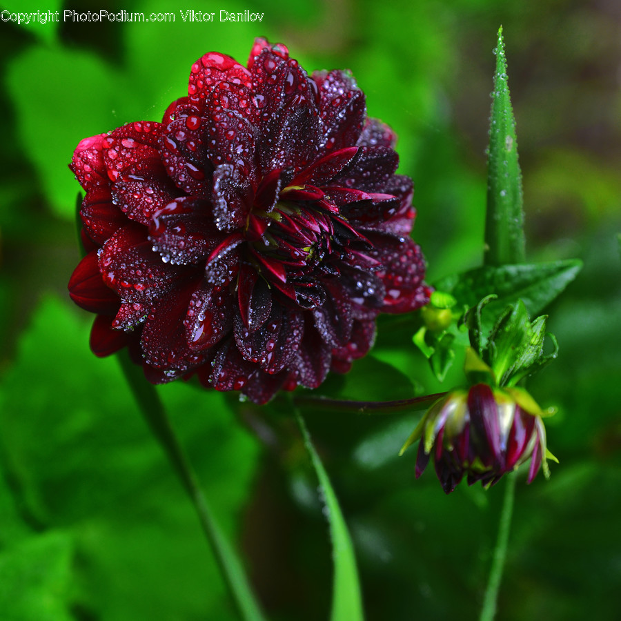 Flower, Blossom, Geranium, Plant, Dahlia