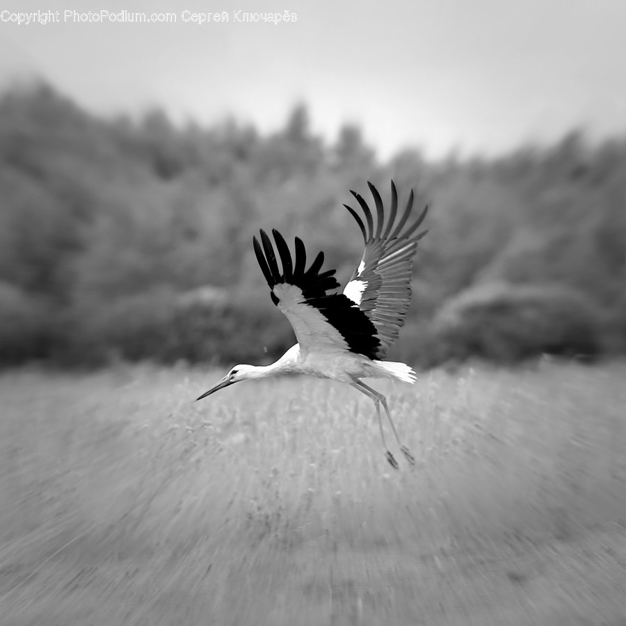 Bird, Animal, Stork, Flying, Waterfowl