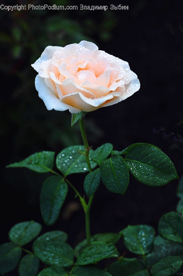 Plant, Rose, Blossom, Flower, Petal