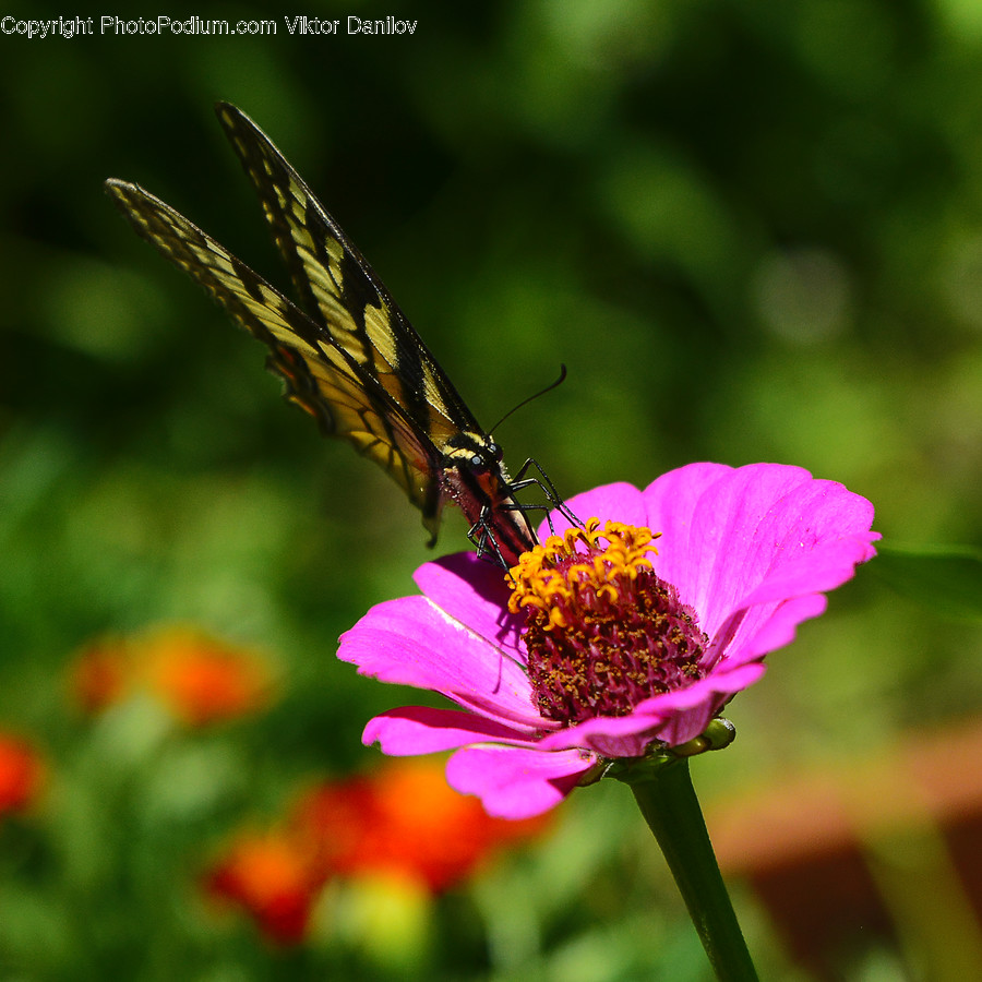 Pollen, Plant, Flower, Blossom, Geranium