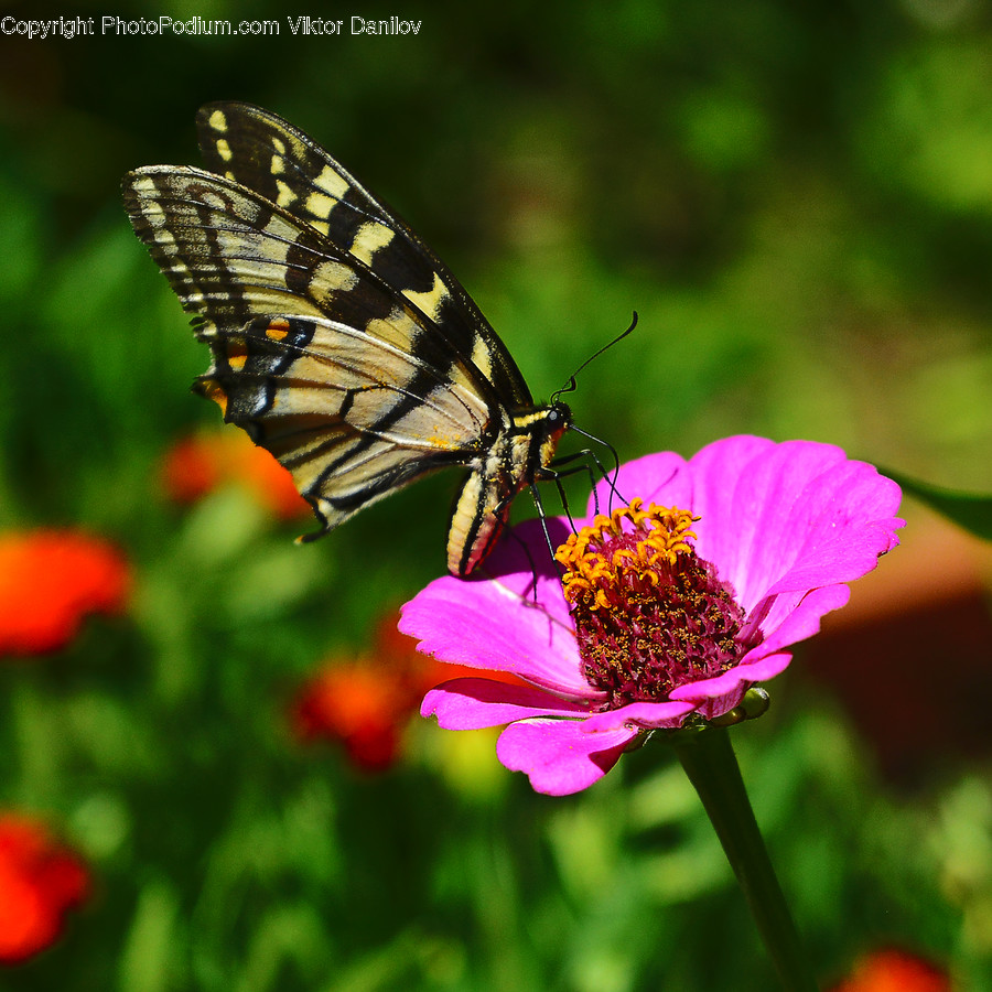 Pollen, Plant, Animal, Invertebrate, Insect
