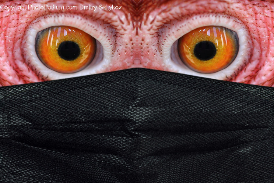 Apparel, Veil, Clothing, Fish, Animal