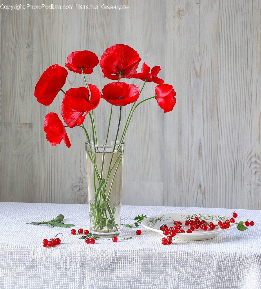 Plant, Blossom, Flower, Geranium, Petal