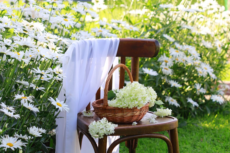 Plant, Blossom, Flower, Basket, Furniture