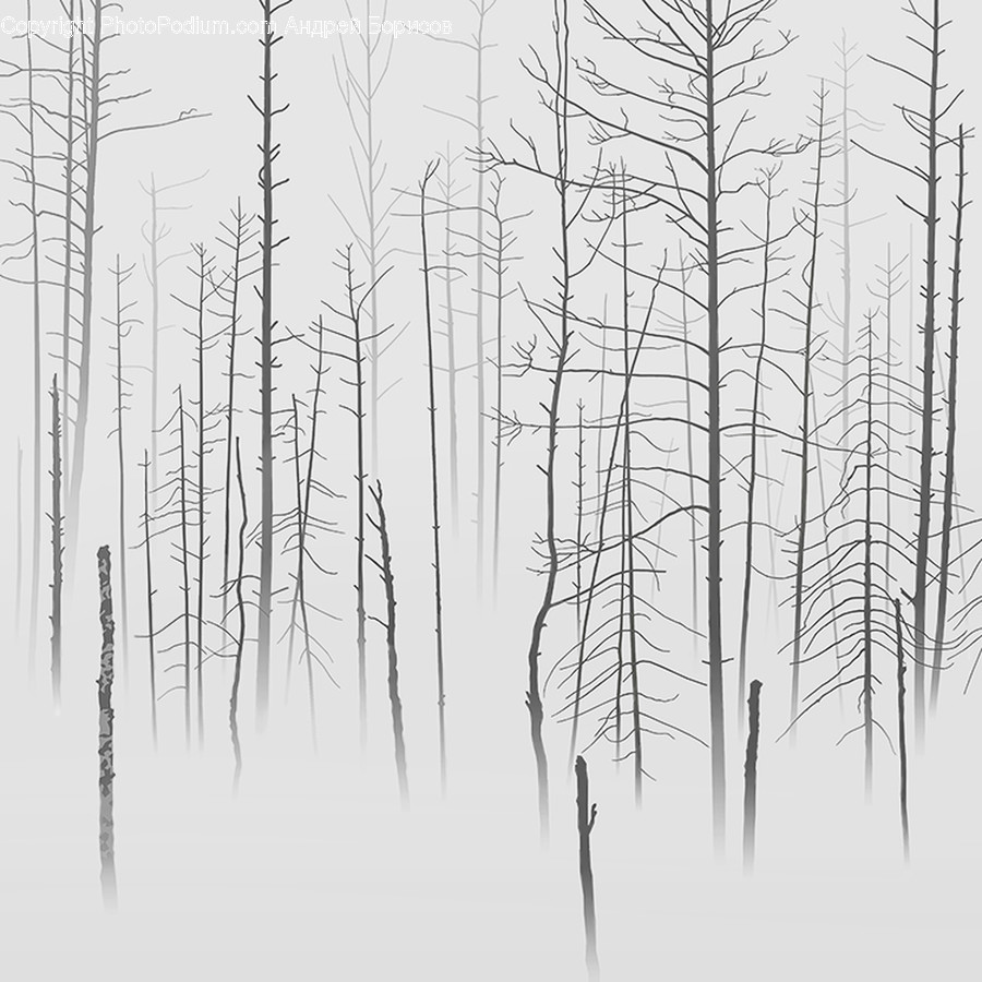 Plant, Grass, Tree