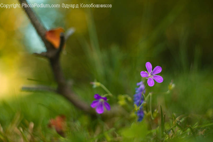 Plant, Blossom, Geranium, Flower, Pollen