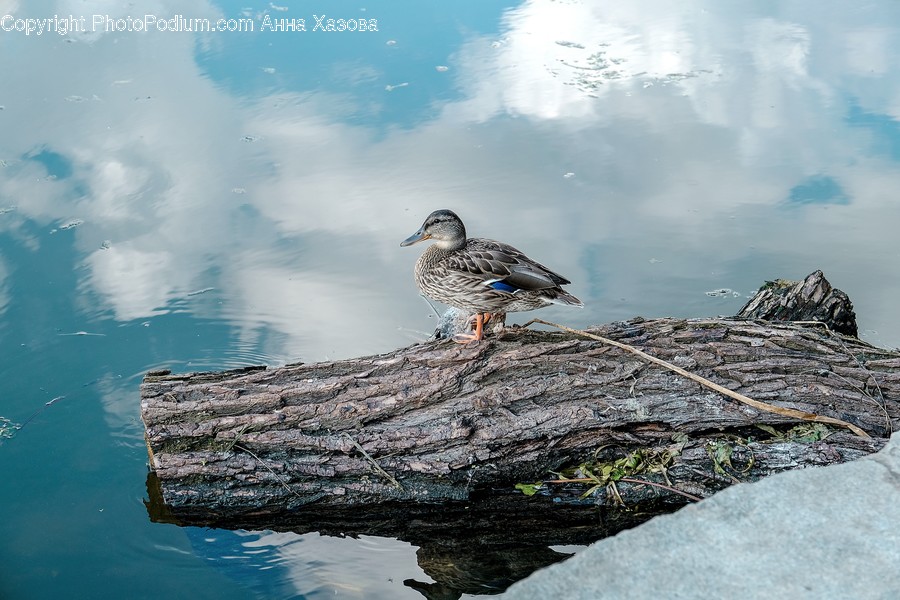 Bird, Animal, Beak, Outdoors, Grouse