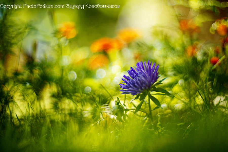 Plant, Green, Blossom, Flower, Aster