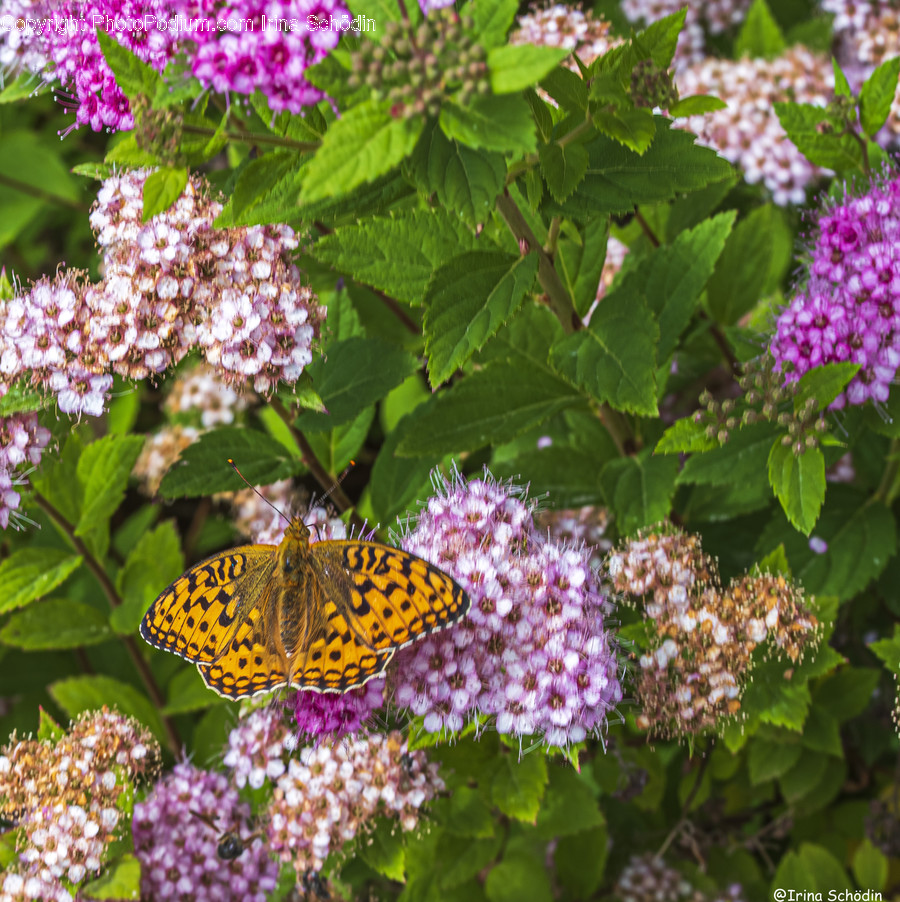 Plant, Invertebrate, Animal, Insect, Flower