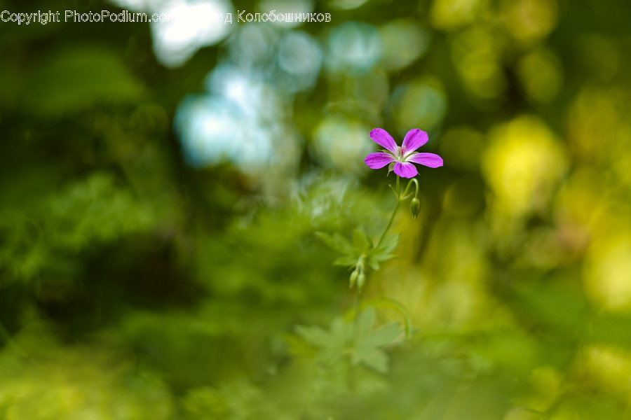 Blossom, Flower, Plant, Geranium, Petal