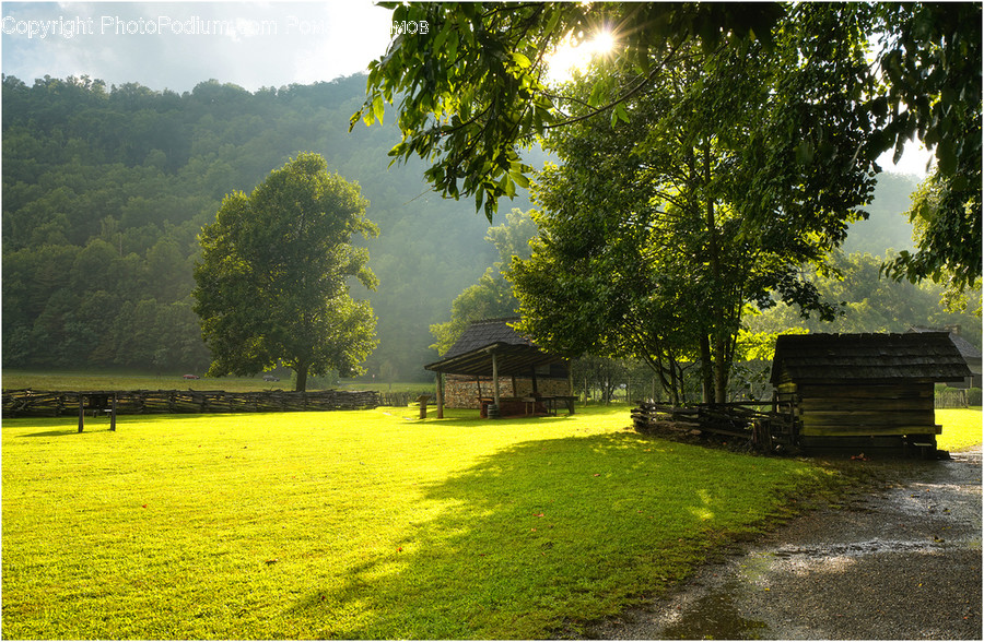 Plant, Grass, Lawn, Outdoors, Park