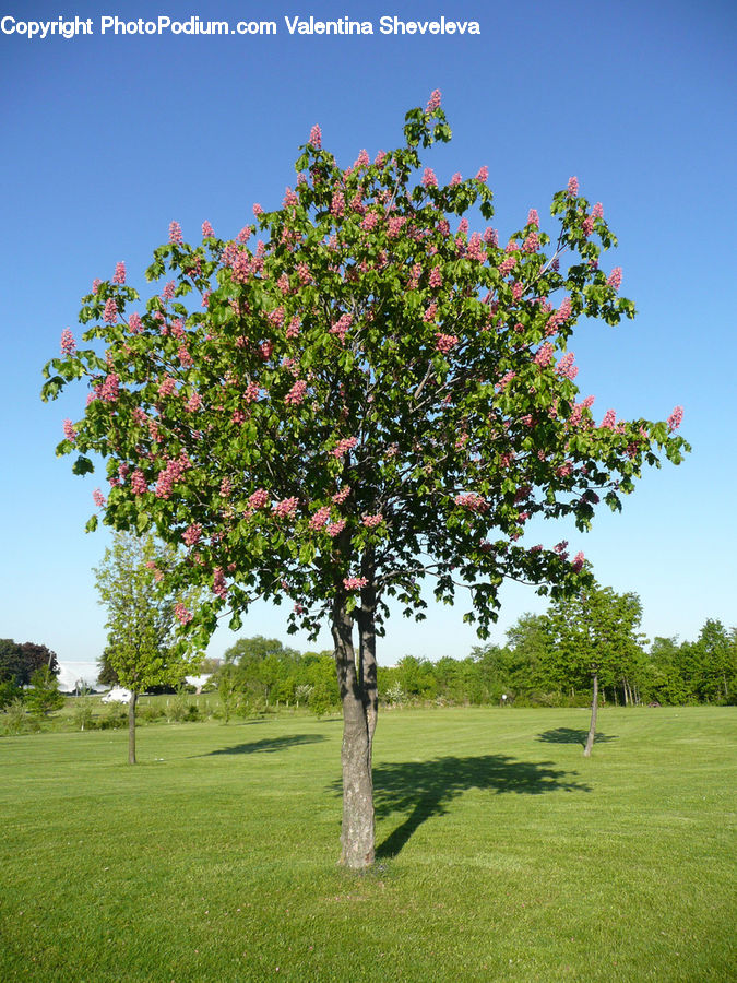 Plant, Tree, Oak, Wood, Bush, Vegetation, Blossom