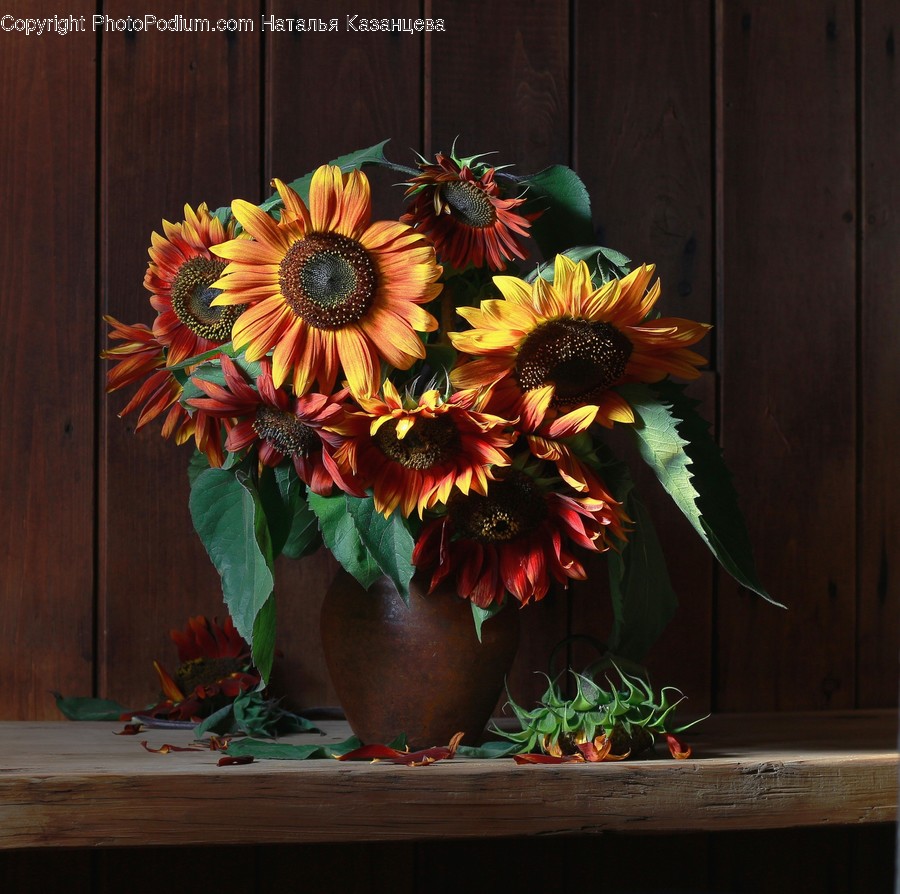 Plant, Blossom, Flower, Flower Arrangement, Flower Bouquet