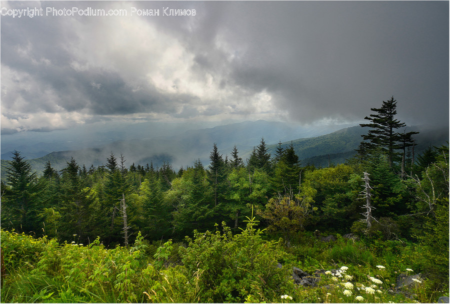 Plant, Tree, Abies, Fir, Conifer