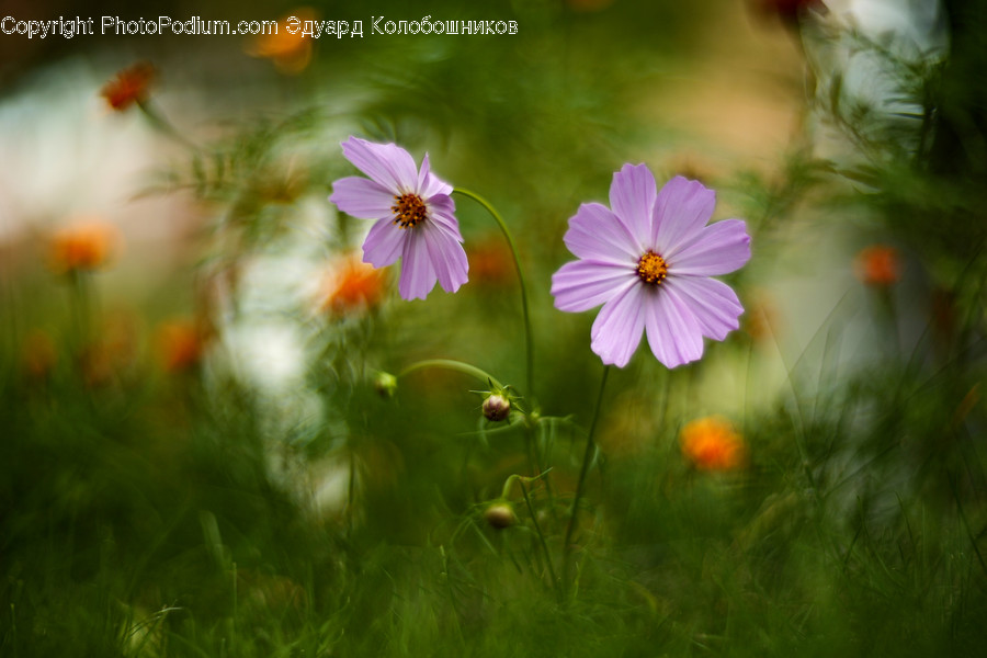Flower, Plant, Blossom, Geranium, Petal