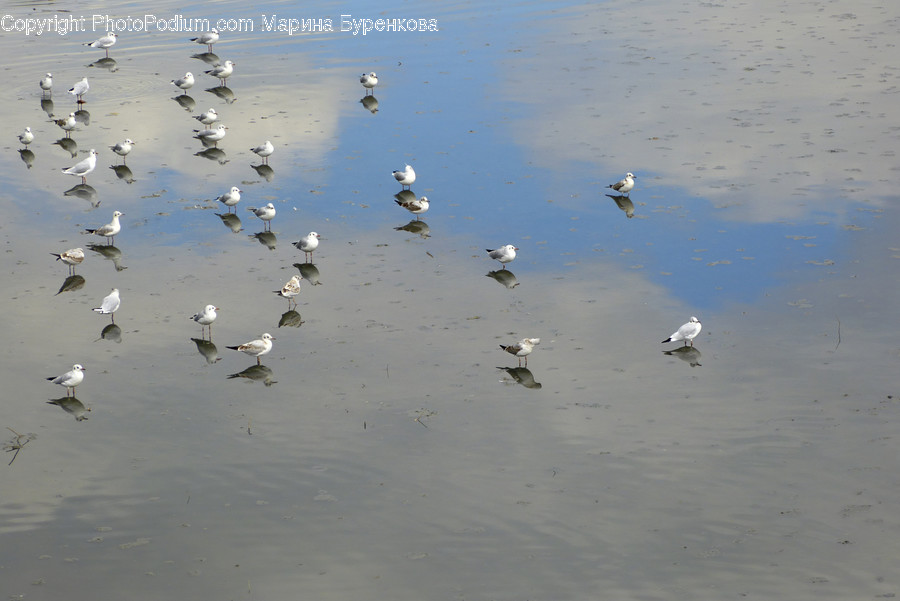 Bird, Animal, Flying, Flock, Water