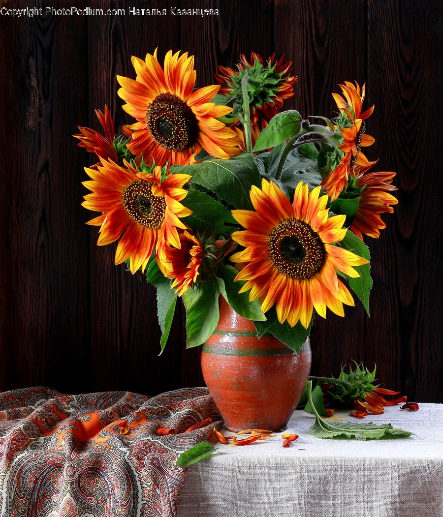 Plant, Blossom, Flower, Flower Arrangement, Flower Bouquet