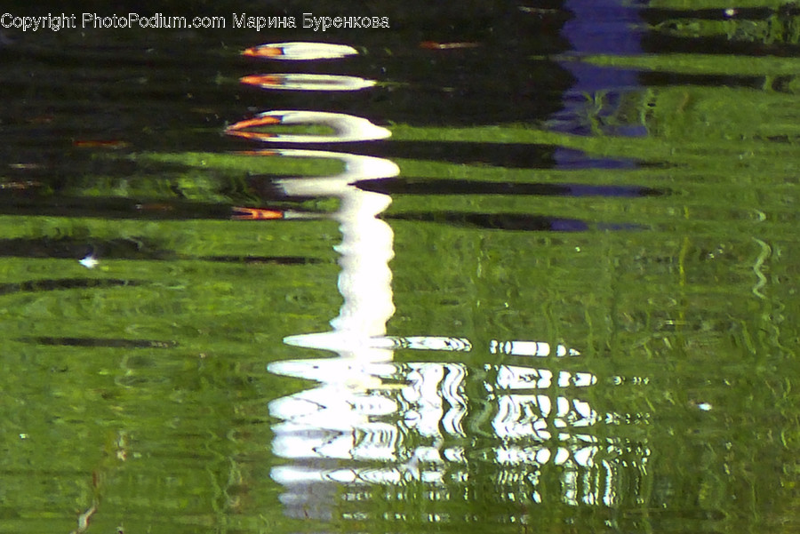 Water, Outdoors, Ripple, Animal, Fish