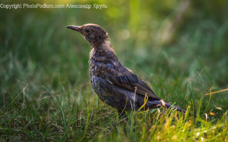 Bird, Animal, Agelaius, Blackbird, Anthus