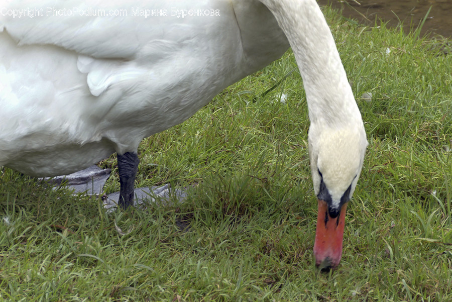Bird, Animal, Swan, Goose