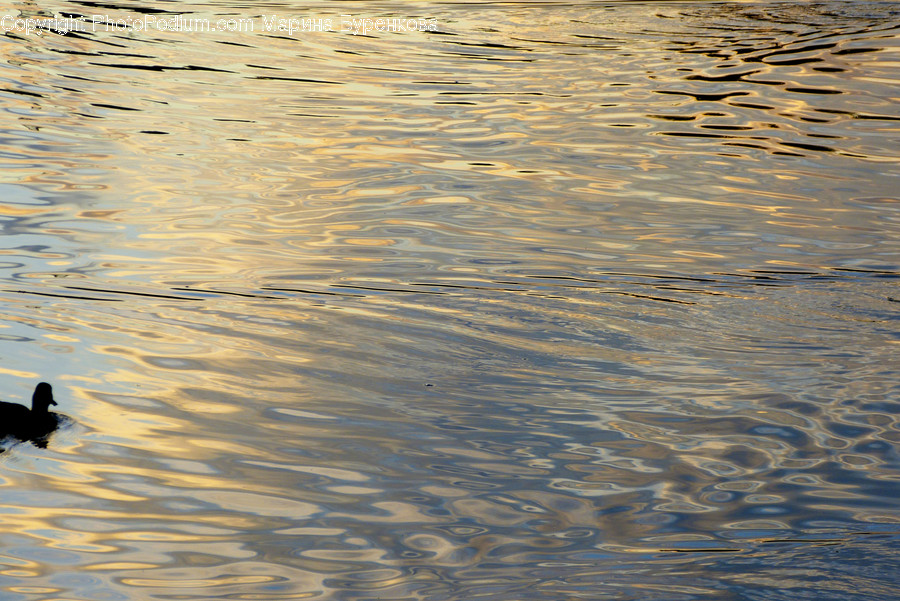Water, Outdoors, Ripple, Animal, Bird