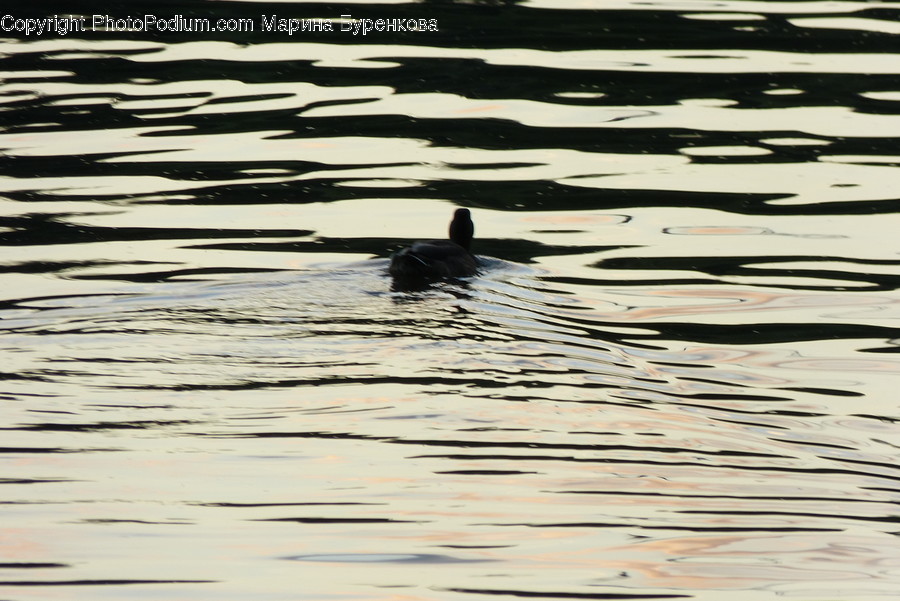 Water, Outdoors, Ripple, Animal, Bird