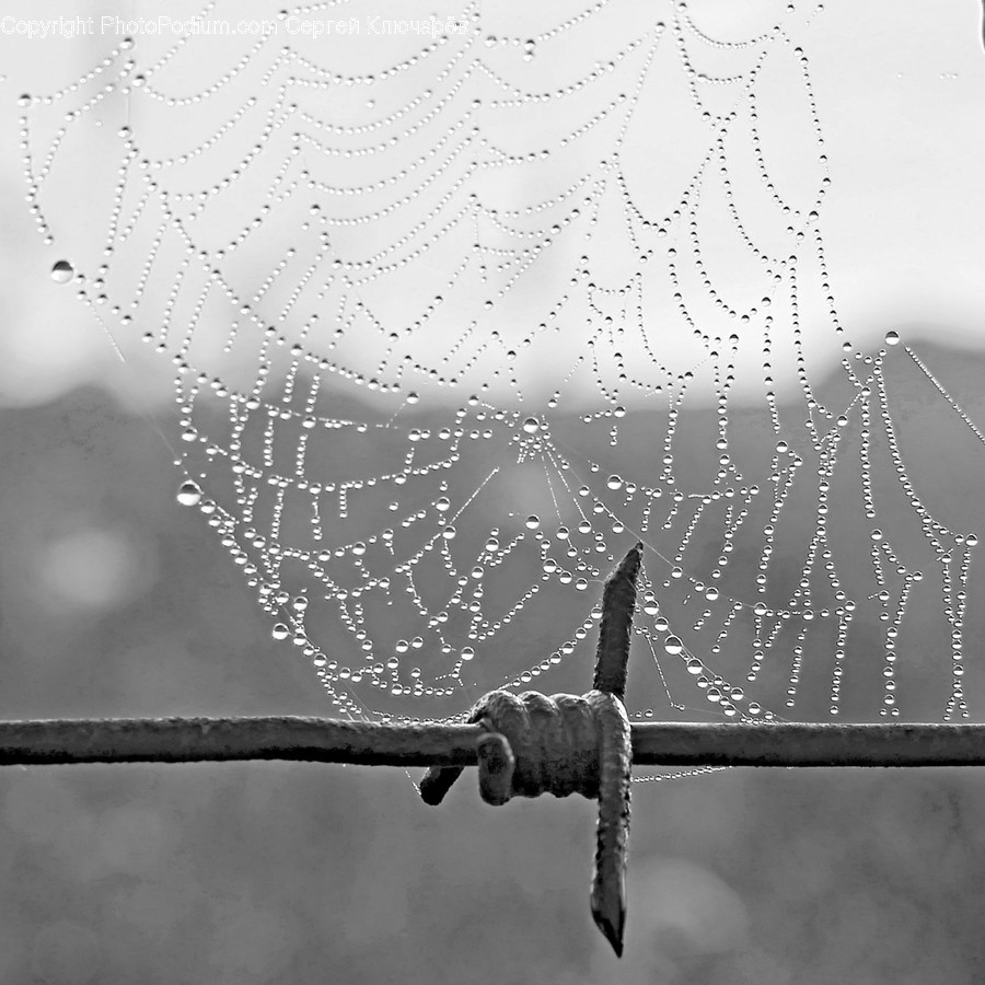 Spider Web, Wire, Barbed Wire, Bow