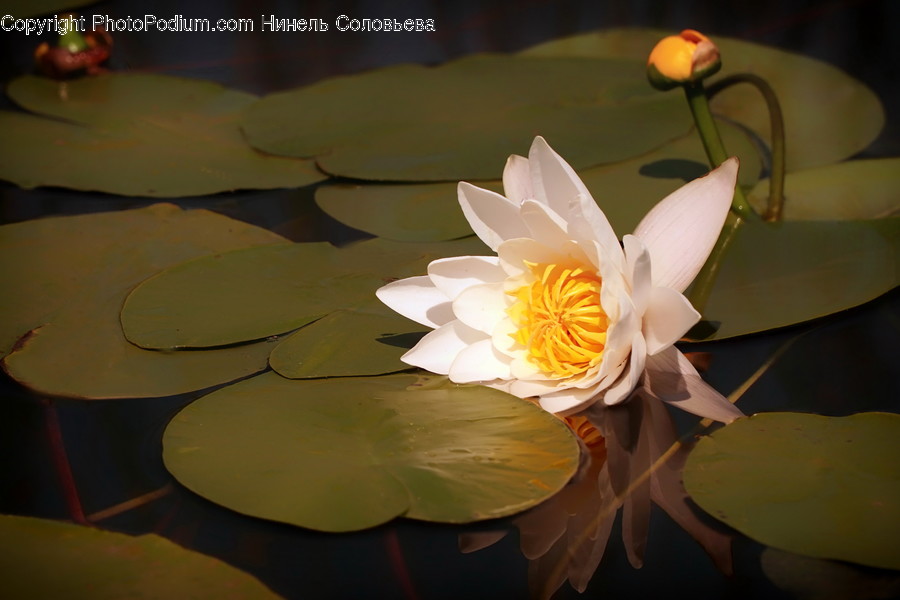 Plant, Lily, Blossom, Flower, Pond Lily