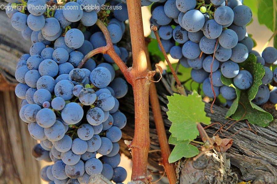 Plant, Fruit, Food, Grapes, Fungus