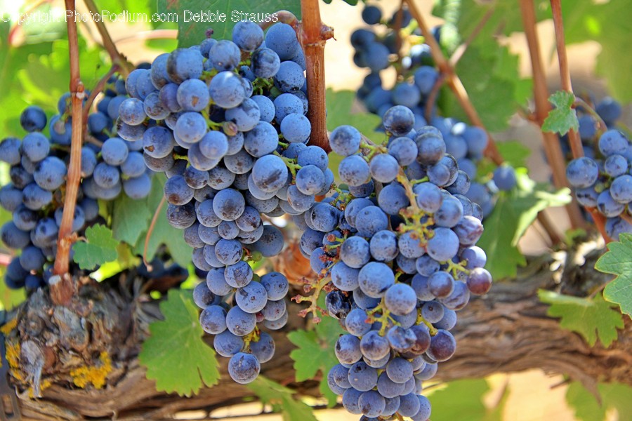 Plant, Fruit, Grapes, Food, Nature