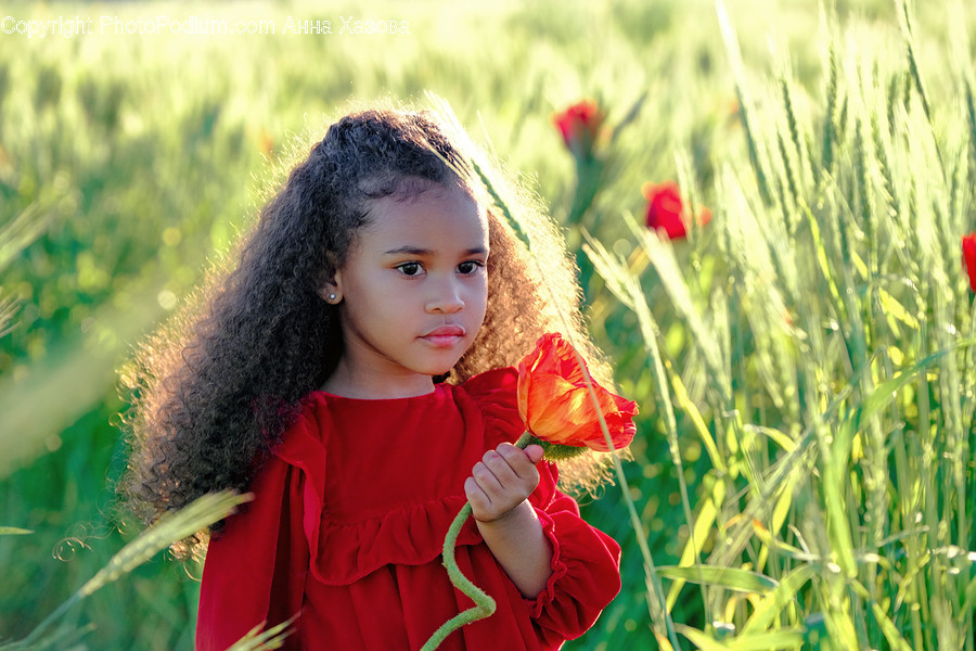 Plant, Blossom, Flower, Human, Person