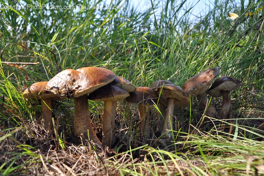 Plant, Animal, Bird, Amanita, Agaric