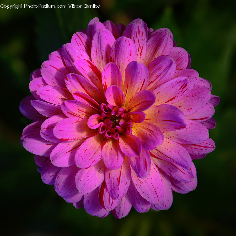 Plant, Dahlia, Blossom, Flower, Geranium