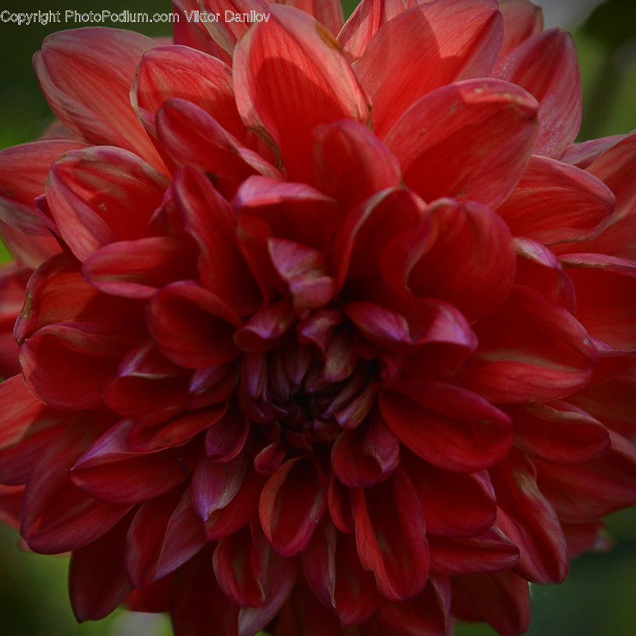 Flower, Plant, Dahlia, Blossom, Rose