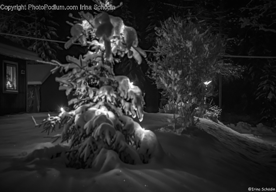 Plant, Tree, Nature, Outdoors, Fir