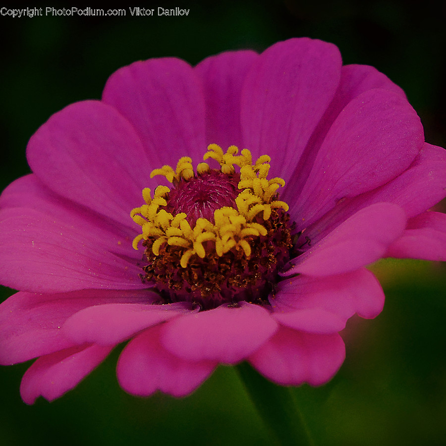 Pollen, Plant, Flower, Blossom, Daisy
