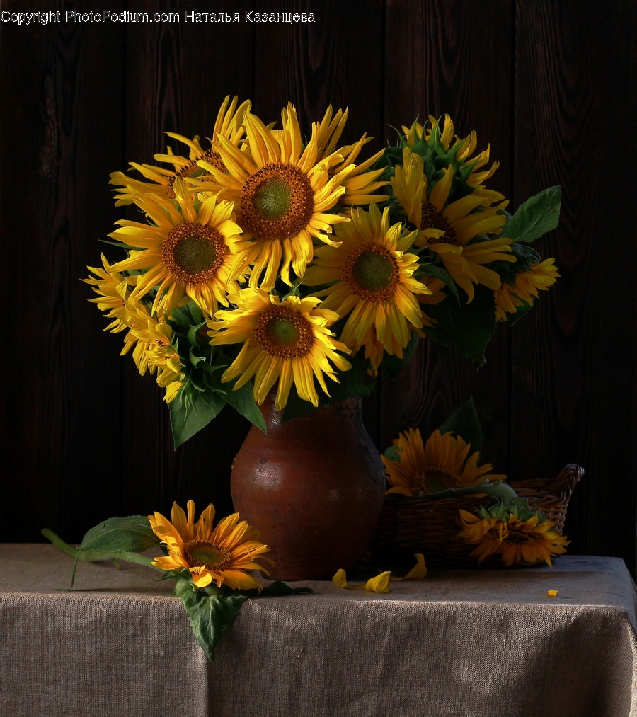 Plant, Flower, Blossom, Flower Arrangement, Flower Bouquet