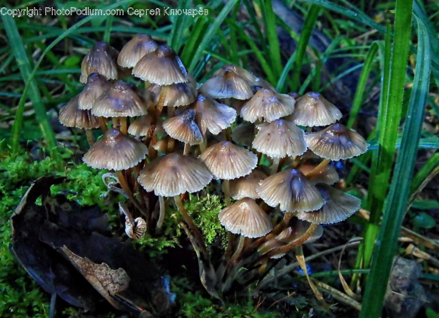 Fungus, Plant, Amanita, Mushroom, Agaric