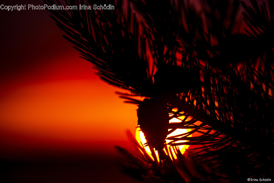 Flare, Light, Tree, Plant, Arecaceae