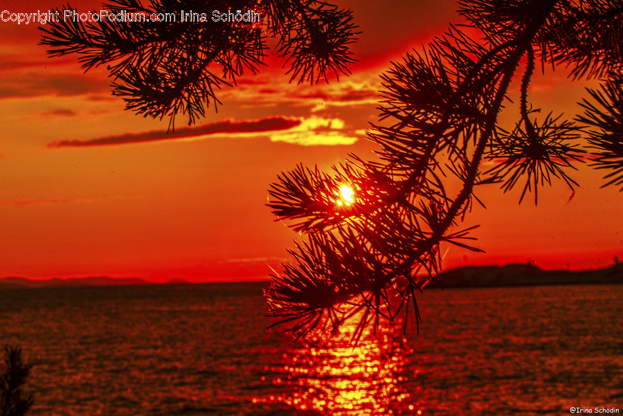 Nature, Tree, Plant, Outdoors, Dawn