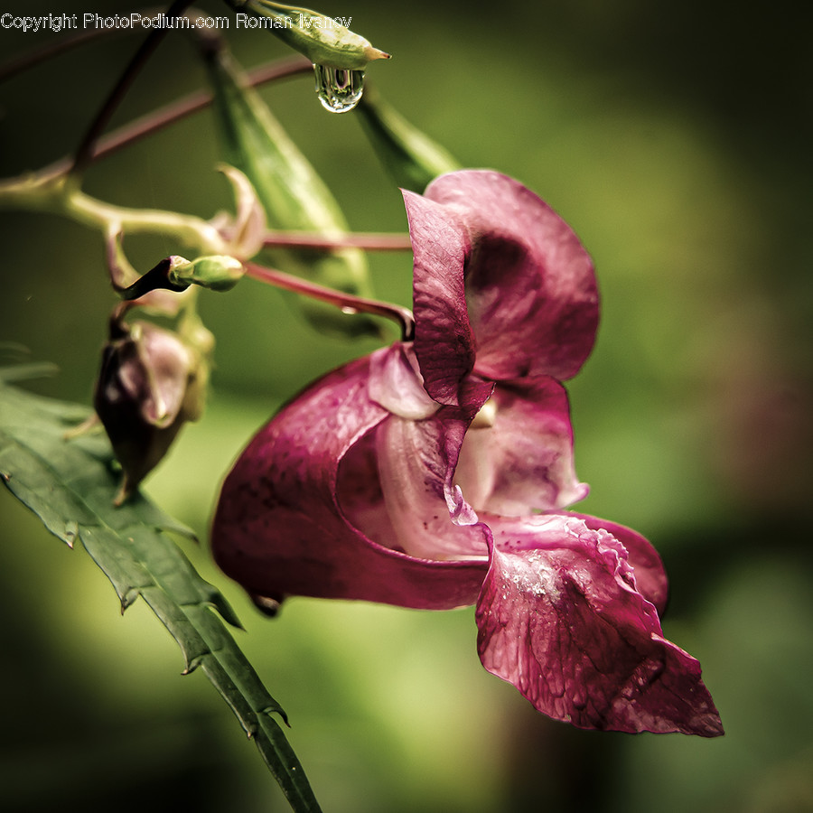 Plant, Blossom, Flower, Geranium, Iris