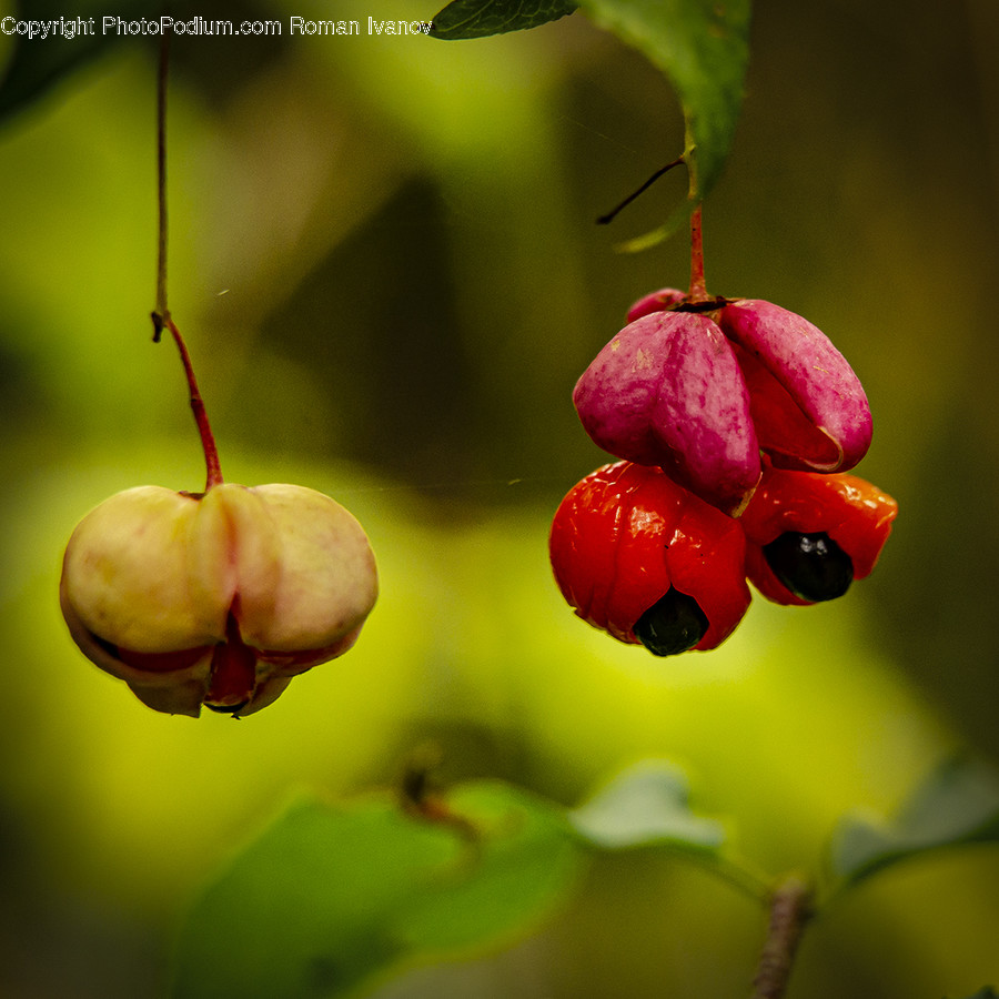 Plant, Leaf, Fruit, Food, Cherry