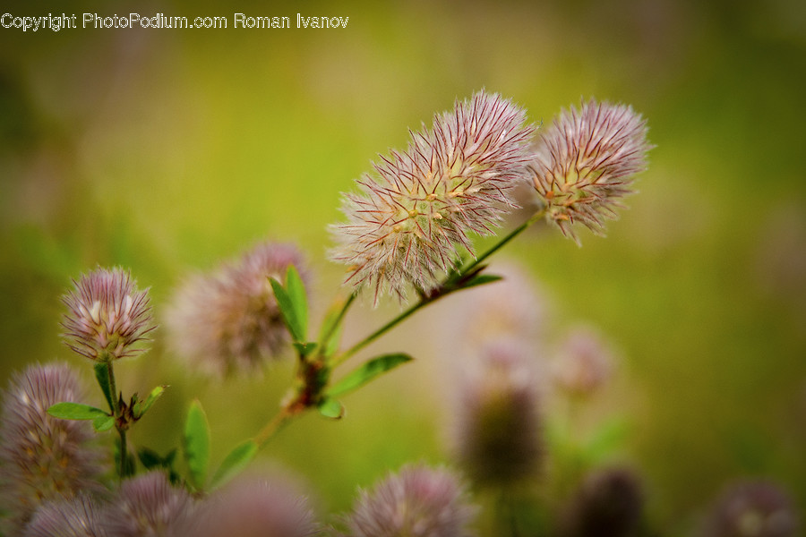 Plant, Blossom, Flower, Pollen, Mimosa