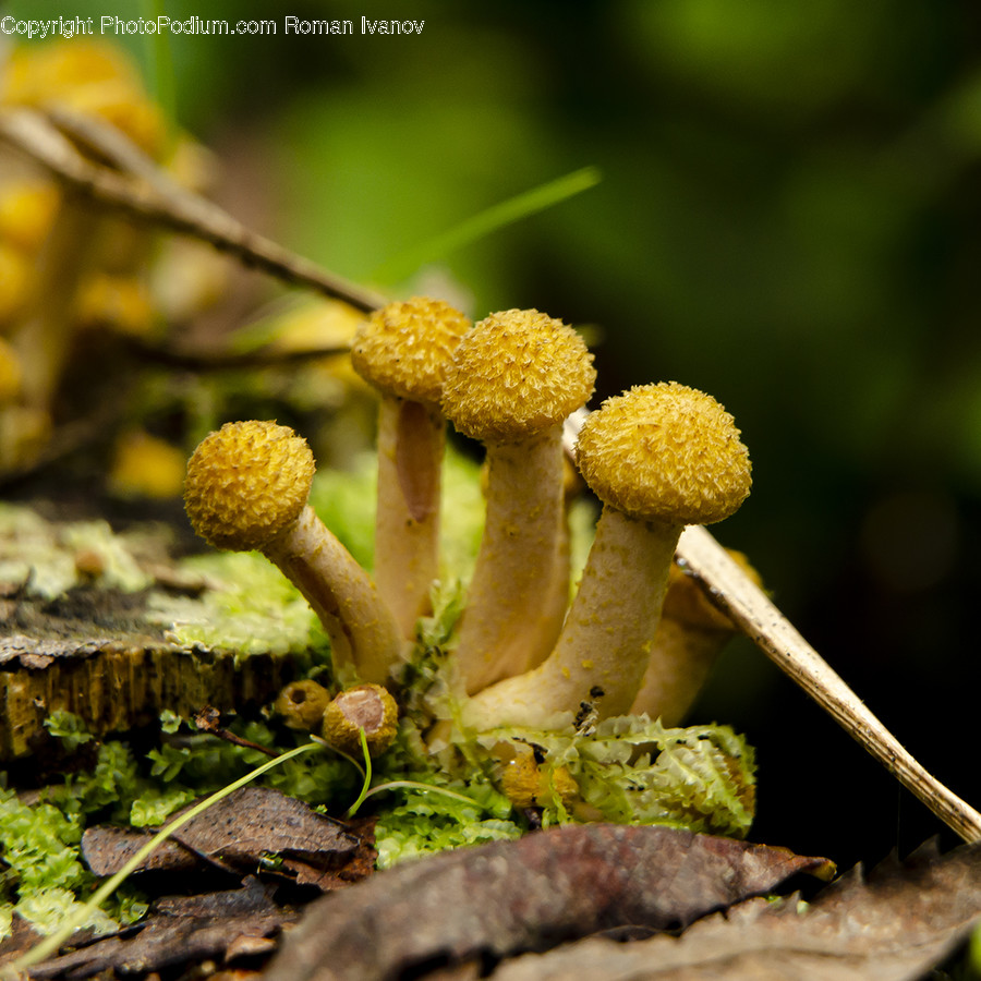 Plant, Agaric, Mushroom, Fungus, Amanita