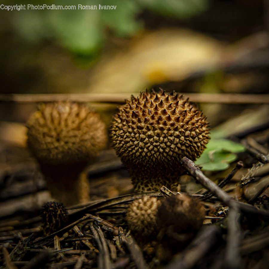 Plant, Fungus, Food, Produce, Durian