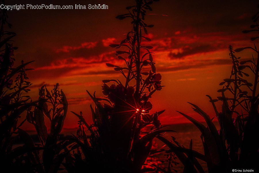 Leaf, Plant, Red Sky, Outdoors, Dusk