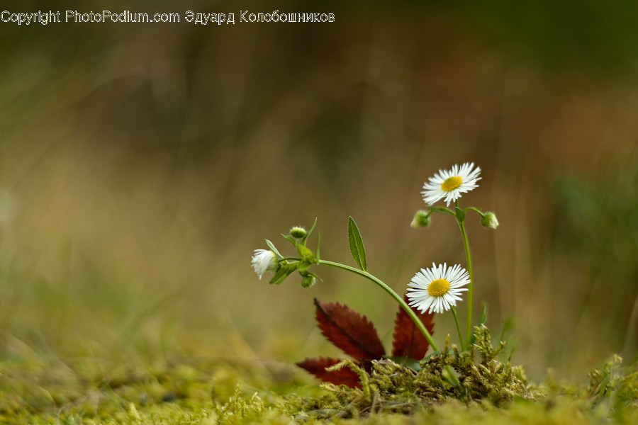 Plant, Daisies, Daisy, Blossom, Flower