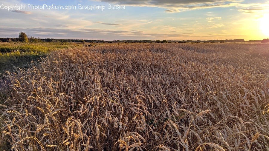 Plant, Grass, Field, Produce, Vegetable