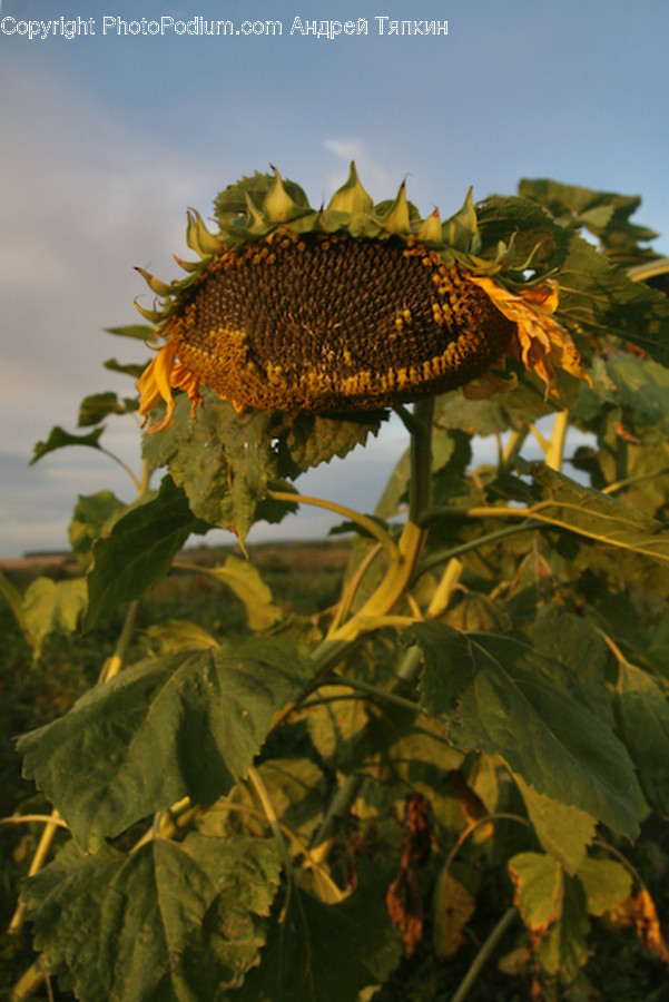 Plant, Blossom, Flower, Sunflower, Leaf