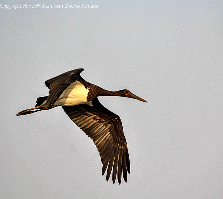 Animal, Bird, Stork, Flying, Crane Bird